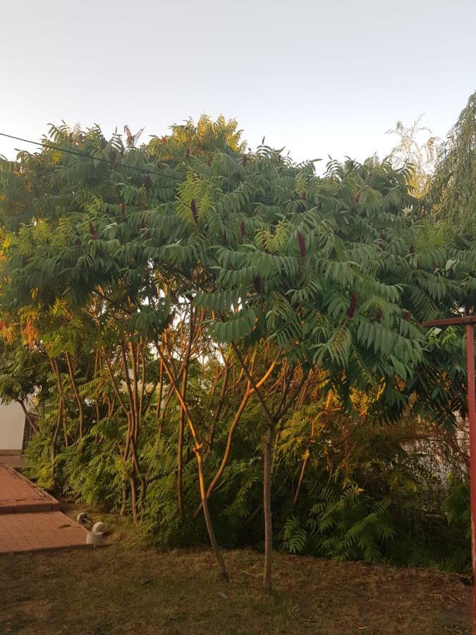 Vila Sura Razoare 시기쇼아라 외부 사진